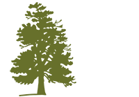 Red Spruce is the Provincial Tree of Nova Scotia